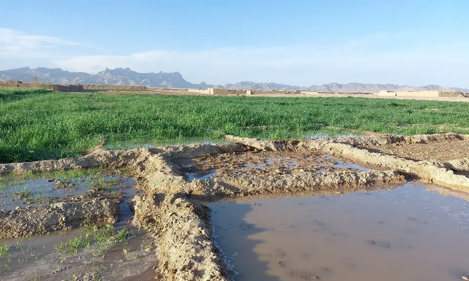 Irrigation water standing in newly dug channels at the edge of a green field.