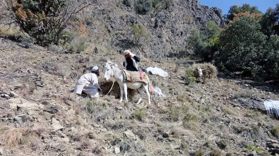 On a rocky hillside after clearance, two men load a donkey while a third works the ground among bushes.