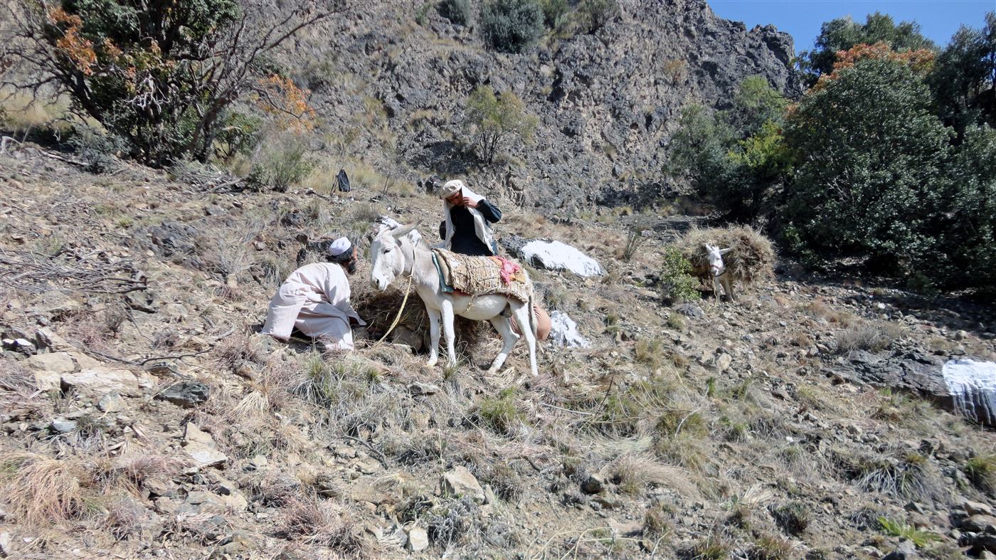 Farmers loading fodder onto donkeys on cleared hillside land in Tani district, Khost province